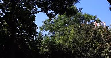 阳光下树林实景拍摄视频的预览图